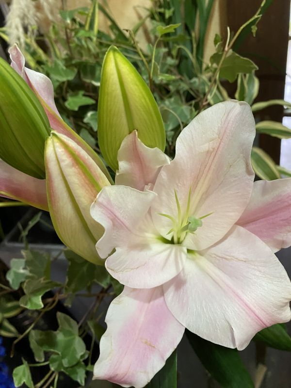 数量限定 送料込み 大輪ユリ5本の花束 花広場mahiru 数量限定 送料込み 大輪ユリ5本の花束 花広場mahiru